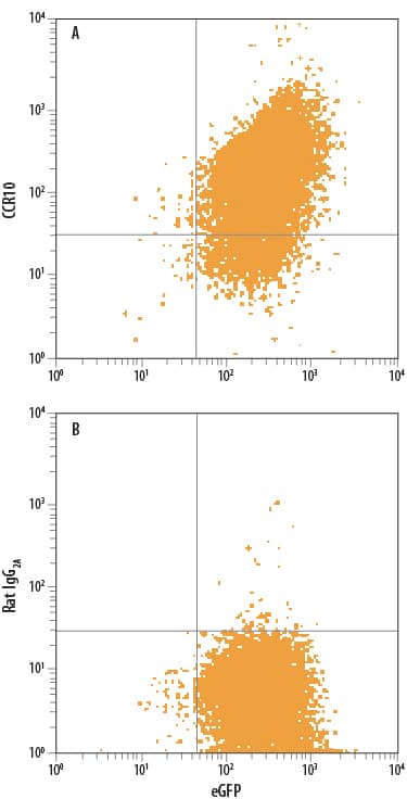 L1.2 mouse pro-B cell line transfected with human CCR10 and eGFP was stained with either (A) Rat Anti-Human CCR10 PE-conjugated Monoclonal Antibody (Catalog # FAB3478P) or (B) Rat IgG2APhycoerythrin Isotype Control (Catalog # IC006P). View our protocol for Staining Membrane-associated Proteins.