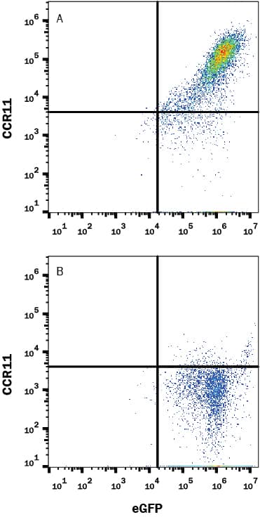 HEK293 human embryonic kidney cell line transfected with either (A) human CCR11 or (B) irrelevant transfectants and eGFP was stained with Mouse Anti-Human CCR11 PE-conjugated Monoclonal Antibody (Catalog # FAB6899P). Quadrant markers were set based on control antibody staining (Catalog # IC105P). View our protocol for Staining Membrane-associated Proteins.