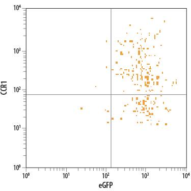 L1.2 mouse pro-B cell line transfected with mouse CCR1 and eGFP was stained with Rat Anti-Mouse CCR1 PE-conjugated Monoclonal Antibody (Catalog # FAB5986P). Quadrant markers were set based on control antibody staining (Catalog # IC013P). View our protocol for Staining Membrane-associated Proteins.