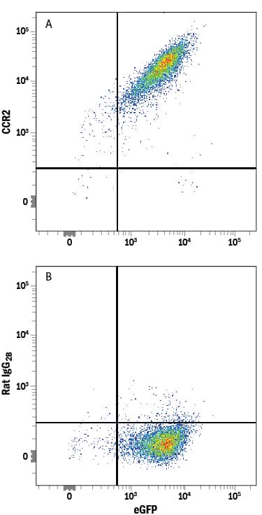 NS0 mouse myeloma cell line transfected with mouse CCR2 and eGFP was stained with either (A) Rat Anti-Mouse/Rat CCR2 Alexa Fluor® 594-conjugated Monoclonal Antibody (Catalog # FAB5538T) or (B) Rat IgG2BAlexa Fluor 594 Isotype Control (Catalog # IC013T). View our protocol for Staining Membrane-associated Proteins.