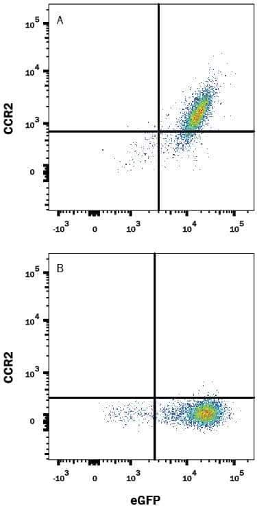 HEK293 human embryonic kidney cell line transfected with either (A) rat CCR2 or (B) irrelevant transfectants and eGFP was stained with 0.5 µg Mouse Anti-Rat CCR2 Alexa Fluor® 700-conjugated Monoclonal Antibody (Catalog # FAB8368N). Quadrant markers were set based on control antibody staining (Catalog # IC0041N). View our protocol for Staining Membrane-associated Proteins.