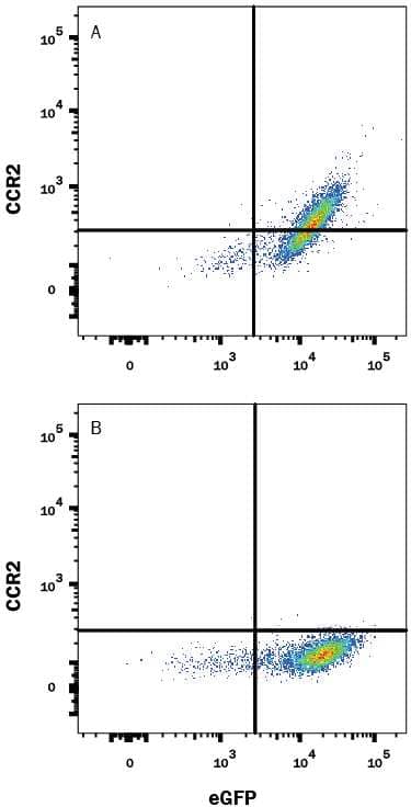 HEK293 human embryonic kidney cell line transfected with either (A) rat CCR2 or (B) irrelevant transfectants and eGFP was stained with 1.0 µg Mouse Anti-Rat CCR2 Alexa Fluor® 405-conjugated Monoclonal Antibody (Catalog # FAB8368V). Quadrant markers were set based on control antibody staining (Catalog # IC0041V). View our protocol for Staining Membrane-associated Proteins.