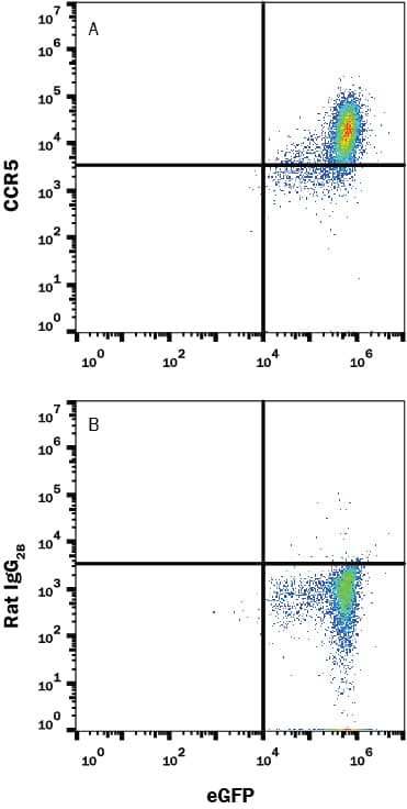 HEK293 human embryonic kidney cell line transfected with mouse CCR5 and eGFP was stained with (A) Rat Anti-Mouse CCR5 Monoclonal Antibody (Catalog # MAB18041) or (B) Rat IgG2B isotype control antibody (Catalog # MAB0061) followed by PE-conjugated Anti-Rat IgG Secondary Antibody (Catalog # F0105B). View our protocol for Staining Membrane-associated Proteins.