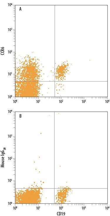 Human peripheral blood mononuclear cells (PBMCs) were stained with Mouse Anti-Human CD19 Fluorescein-conjugated Monoclonal Antibody (Catalog # FAB4867F) and either (A) Mouse Anti-Human CCR6 PerCP-conjugated Monoclonal Antibody (Catalog # FAB195C) or (B) Mouse IgG2BPerCP Isotype Control (Catalog # IC0041C). View our protocol for Staining Membrane-associated Proteins.