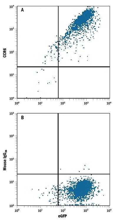 HEK293 human embryonic kidney cell line transfected with rat CCR6 and eGFP (top panel) or irrelevant transfectant (bottom panel) were stained with Mouse Anti-Rat CCR6 PE-conjugated Monoclonal Antibody (Catalog # FAB8320P). Quadrant markers were set based on control antibody staining (Catalog # IC0041P). View our protocol for Staining Membrane-associated Proteins.