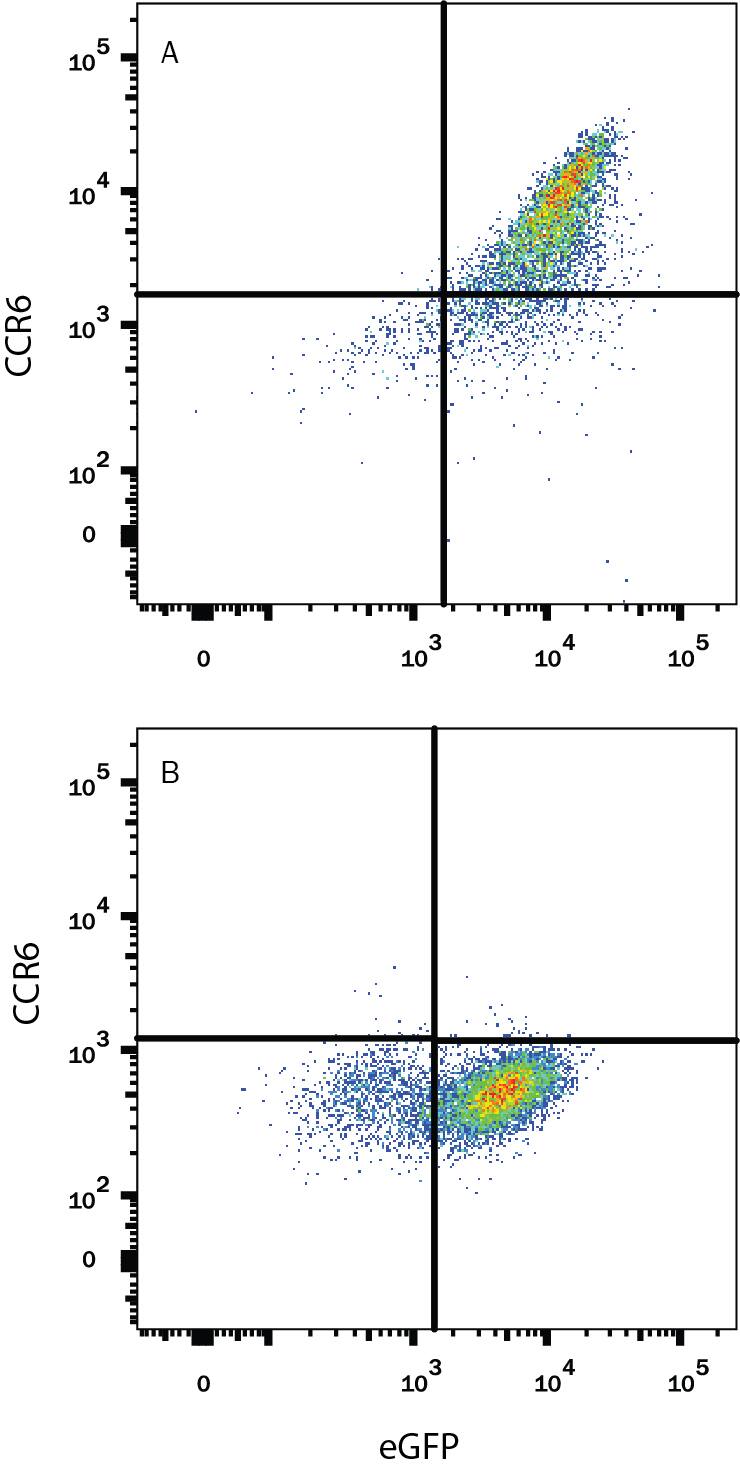 HEK293 human embryonic kidney cell line transfected with either (A) rat CCR6 or (B) irrelevant transfectant and eGFP was stained with Mouse Anti-Rat CCR6 Alexa Fluor® 405-conjugated Monoclonal Antibody (Catalog # FAB8320V). Quadrant markers were set based on control antibody staining (Catalog # IC0041V). View our protocol for Staining Membrane-associated Proteins.