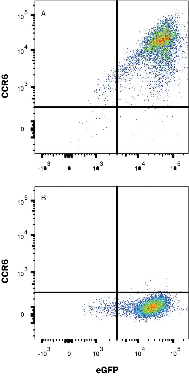 HEK293 human embryonic kidney cell line transfected with either (A) rat CCR6 or (B) irrelevant protein and eGFP was stained with Mouse Anti-Rat CCR6 Monoclonal Antibody (Catalog # MAB8320R) followed by APC-conjugated Goat anti-Mouse IgG Secondary Antibody (Catalog # F0101B). Quadrant markers were set based on Mouse IgG2b isotype control antibody staining (Catalog # MAB0041, data not shown). View our protocol for Staining Membrane-associated Proteins.