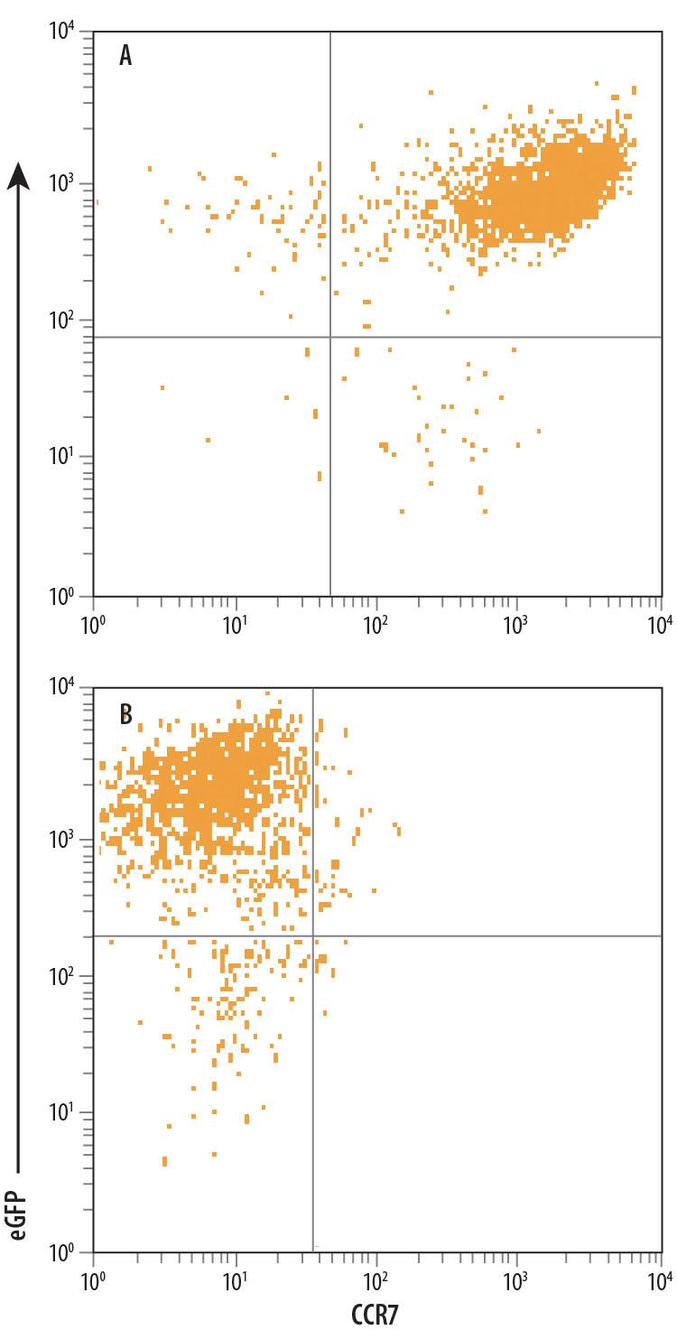 The specificity of Mouse Anti-Human CCR7 Clone 150503 was demonstrated by its ability to react with (A) HEK293 human embryonic kidney cell line transfected with human CCR7 and not react with (B) irrelevant HEK293 transfectants. Antibody binding was monitored using Phycoerythrin-conjugated Anti-Mouse IgG Secondary Antibody (Catalog # F0102B). 