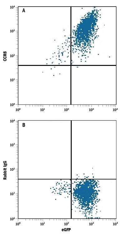 HEK293 human embryonic kidney cell line transfected with mouse CCR8 and eGFP (top panel) or irrelevant transfectant (bottom panel) were stained with Rabbit Anti-Mouse CCR8 PE-conjugated Antigen Affinity-purified Monoclonal Antibody (Catalog # FAB8324P). Quadrant markers were set based on control antibody staining (Catalog # IC105P). View our protocol for Staining Membrane-associated Proteins.