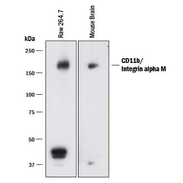 Western blot shows lysates of RAW 264.7 mouse monocyte/macrophage cell line. PVDF membrane was probed with 1 µg/mL of Mouse Anti-Mouse CD11b/Integrin alpha M Monoclonal Antibody (Catalog # MAB11241) followed by HRP-conjugated Anti-Rat IgG Secondary Antibody (Catalog # HAF005). A specific band was detected for CD11b/Integrin alpha M at approximately 160 kDa (as indicated). This experiment was conducted under reducing conditions and using Immunoblot Buffer Group 1.