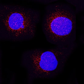 CD155/PVR was detected in immersion fixed U937 human histiocytic lymphoma cell line using Goat Anti-Human CD155/PVR Biotinylated Antigen Affinity-purified Polyclonal Antibody (Catalog # BAF2530) at 15 µg/mL for 3 hours at room temperature. Cells were stained using the NorthernLights™ 557-conjugated Anti-Goat IgG Secondary Antibody (red; Catalog # NL001) and counterstained with DAPI (blue). Specific staining was localized to cytoplasm. View our protocol for Fluorescent ICC Staining of Non-adherent Cells.
