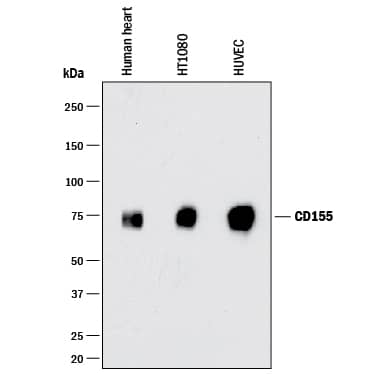 Western blot shows lysates of human heart tissue, HT1080 human fibrosarcoma cell line, and HUVEC human umbilical vein endothelial cells. PVDF membrane was probed with 0.5 µg/mL of Goat Anti-Human CD155/PVR Biotinylated Antigen Affinity-purified Polyclonal Antibody (Catalog # BAF2530) followed by Streptavidin-HRP (Catalog # DY998). A specific band was detected for CD155/PVR at approximately 75 kDa (as indicated). This experiment was conducted under reducing conditions and using Immunoblot Buffer Group 1.