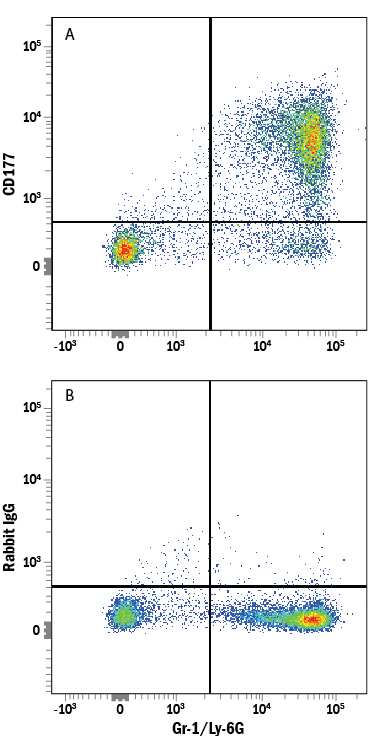 Mouse bone marrow cells were stained with Rat Anti-Mouse Gr-1/Ly-6G APC-conjugated Monoclonal Antibody (Catalog # FAB1037A) and either (A) Rabbit Anti-Mouse CD177 Alexa Fluor® 488-conjugated Monoclonal Antibody (Catalog # FAB8186G) or (B) Normal Rabbit IgG Alexa Fluor 488 Control (Catalog # IC105G). View our protocol for Staining Membrane-associated Proteins.