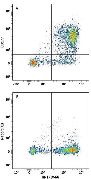 Mouse bone marrow cells were stained with Rat Anti-Mouse Gr-1/Ly-6G Fluorescein-conjugated Monoclonal Antibody (Catalog # FAB1037F) and either (A) Rabbit Anti-Mouse CD177 Alexa Fluor® 700-conjugated Monoclonal Antibody (Catalog # FAB8186N) or (B) Normal Rabbit IgG Alexa Fluor 700 Control (Catalog # IC105N). View our protocol for Staining Membrane-associated Proteins.