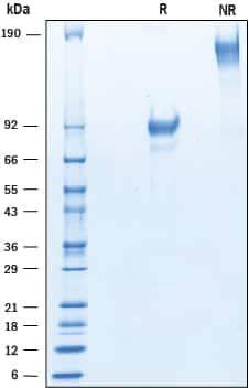 2 μg/lane of Recombinant Cynomolgus Monkey CD19 was resolved with SDS-PAGE under reducing (R) and non-reducing (NR) conditions and visualized by Coomassie® blue staining, showing bands at 86-99 kDa and 170-190 kDa, respectively.