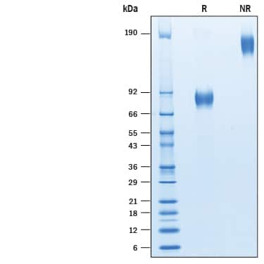 2 μg/lane of Recombinant Human CD19 Fc Chimera Avi-tag (Catalog # AVI9269) was resolved with SDS-PAGE under reducing (R) and non-reducing (NR) conditions and visualized by Coomassie® Blue staining, showing bands at 75-95 kDa and 150-190 kDa, respectively.