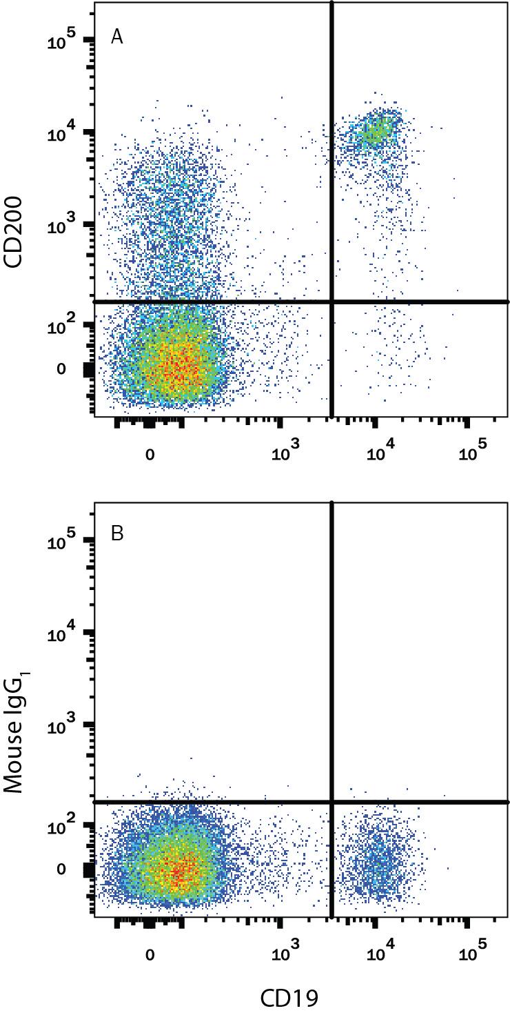 Human peripheral blood lymphocytes were stained with Mouse Anti-Human CD19 PE-conjugated Monoclonal Antibody (Catalog # FAB4867P) and either (A) Mouse Anti-Human CD200 APC-conjugated Monoclonal Antibody (Catalog # FAB27241A) or (B) Mouse IgG1Allophycocyanin Isotype Control (Catalog # IC002A). View our protocol for Staining Membrane-associated Proteins.