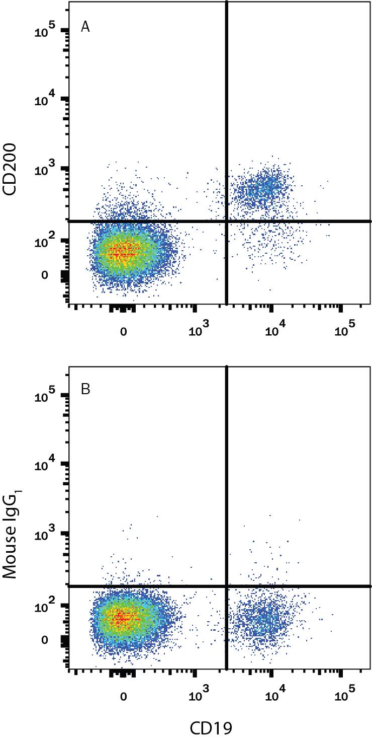 Human peripheral blood lymphocytes were stained with Mouse Anti-Human CD19 APC-conjugated Monoclonal Antibody (Catalog # FAB4867A) and either (A) Mouse Anti-Human CD200 Fluorescein-conjugated Monoclonal Antibody (Catalog # FAB27241F) or (B) Mouse IgG1Fluorescein Isotype Control (Catalog # IC002F). View our protocol for Staining Membrane-associated Proteins.