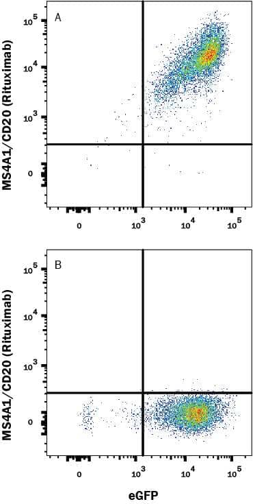 HEK293 Human cell line transfected with (A) Human MS4A1/CD20 or (B) Human CTLA-4 (irrelevant) transfectants and eGFP was stained with Human Anti-Human MS4A1/CD20 (Rituximab Biosimilar) Alexa Fluor® 647‑conjugated Monoclonal Antibody (Catalog # FAB9575R).View our protocol for Staining Membrane-associated Proteins.