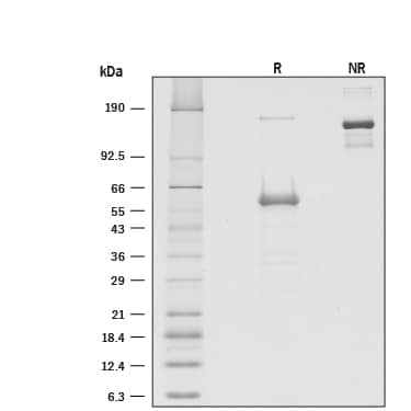 1 μg/lane of RecombinantHuman CD277/BTN3A1 (Catalog #  8539-BT) was resolved with SDS-PAGE underreducing (R) and non-reducing (NR) conditions and visualized by silverstaining, showing bands at 58.8 and 150 kDa, respectively.