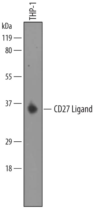 Western blot shows lysates of THP-1 human acute monocytic leukemia cell line. PVDF membrane was probed with 0.1 µg/mL of Goat Anti-Human CD27 Ligand/TNFSF7 Biotinylated Antigen Affinity-purified Polyclonal Antibody (Catalog # BAF2738) followed by HRP-conjugated Anti-Goat IgG Secondary Antibody (Catalog # HAF019). A specific band was detected for CD27 Ligand/TNFSF7 at approximately 33-35 kDa (as indicated). This experiment was conducted under reducing conditions and using Immunoblot Buffer Group 8.