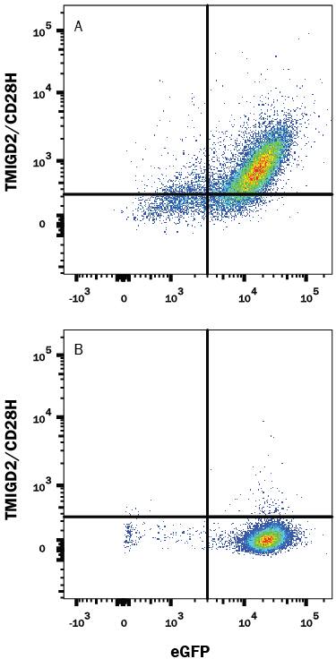 HEK293 human embryonic kidney cell line transfected with either (A) human TMIGD2/CD28H or (B) irrelevant transfectants and eGFP was stained with Mouse Anti-Human TMIGD2/CD28H Alexa Fluor® 647-conjugated Monoclonal Antibody (Catalog # FAB8316R). Quadrant markers were set based on control antibody staining (Catalog # IC0041R). View our protocol for Staining Membrane-associated Proteins.