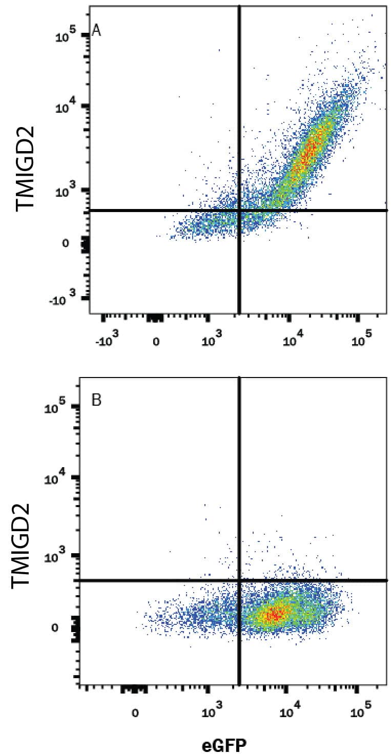 Flow Cytometry TMIGD2 Antibody (953728) [Unconjugated]