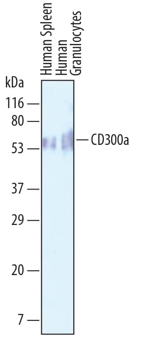 Western Blot CD300a/LMIR1 Antibody [Unconjugated]