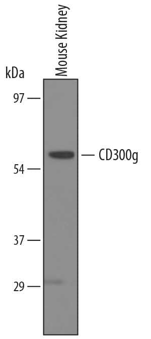 Western blot shows lysates of mouse kidney tissue. PVDF membrane was probed with 1 µg/mL of Sheep Anti-Mouse CD300g/Nepmucin Antigen Affinity-purified Polyclonal Antibody (Catalog # AF5554) followed by HRP-conjugated Anti-Sheep IgG Secondary Antibody (Catalog # HAF016). A specific band was detected for CD300g/Nepmucin at approximately 60 kDa (as indicated). This experiment was conducted under reducing conditions and using Immunoblot Buffer Group 8.