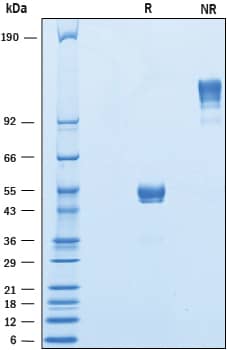 2 μg/lane of Recombinant Human CD300b/LMIR5 Fc Chimera (Catalog # 1522-LM) was resolved with SDS-PAGE underreducing (R) and non-reducing (NR) conditions and visualized by Coomassie® Bluestaining, showing bands at 46-59 kDa and 95 -120 kDa, respectively.