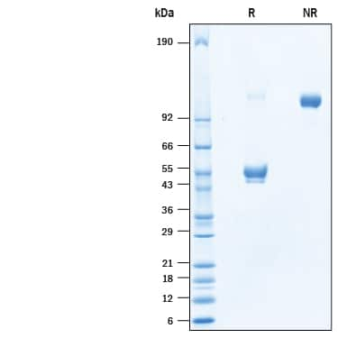 2 μg/lane of Recombinant Human CD300e/LMIR6 Fc Chimera Protein (Catalog # 10479-CD) was resolved withSDS-PAGE under reducing (R) and non-reducing (NR) conditions and visualized byCoomassie® Blue staining, showing bands at kDa.