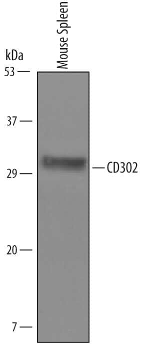 Western blot shows lysates of mouse spleen tissue. PVDF Membrane was probed with 1 µg/mL of Mouse CD302/CLEC13A Antigen Affinity-purified Polyclonal Antibody (Catalog # AF6424) followed by HRP-conjugated Anti-Sheep IgG Secondary Antibody (Catalog # HAF016). A specific band was detected for CD302/CLEC13A at approximately 32 kDa (as indicated). This experiment was conducted under reducing conditions and using Immunoblot Buffer Group 8.