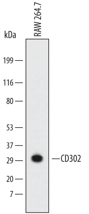 Western blot shows lysates of RAW 264.7 mouse monocyte/macrophage cell line. PVDF Membrane was probed with 2 µg/mL of Mouse CD302/CLEC13A Monoclonal Antibody (Catalog # MAB64241) followed by HRP-conjugated Anti-Rat IgG Secondary Antibody (Catalog # HAF005). A specific band was detected for CD302/CLEC13A at approximately 30 kDa (as indicated). This experiment was conducted under reducing conditions and using Immunoblot Buffer Group 1