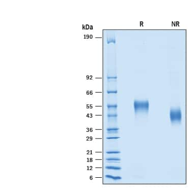 2 μg/lane of Recombinant Human DGCR2 His-tag (Catalog # 10161-DG) was resolved with SDS-PAGE under reducing (R) and non-reducing (NR) conditions and visualized by Coomassie® Blue staining, showing bands at 40-60 kDa.