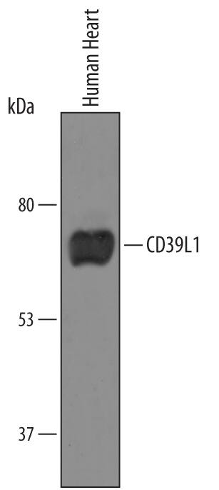 Western Blot CD39L1/ENTPD2 Antibody