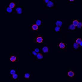 CD3 epsilon  was detected in immersion fixed human peripheral blood mononuclear cells (PBMCs) using Mouse Anti-Human CD3 epsilon  Alexa Fluor® 594‑conjugated Monoclonal Antibody (red; Catalog # FAB100T) at 10 µg/mL for 3 hours at room temperature. Cells were counterstained with DAPI (blue). Specific staining was localized to cell surfaces and cytoplasm. View our protocol for Fluorescent ICC Staining of Non-adherent Cells.