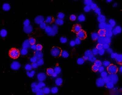 Immunocytochemistry/Immunofluorescence: CD4 Antibody (W3/25) [NB100-64988] - Staining of rat splenocytes with CD4 (W3/25) antibody. Live cells were incubated with CD4 antibody on ice, then fixed with 2% formaldehyde prior to secondary antibody incubation.