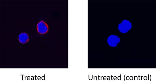 CD40 Ligand/TNFSF5 was detected in immersion fixed mouse splenocytes stimulated with PHA (left panel) or untreated (right panel) using Goat Anti-Mouse CD40 Ligand/TNFSF5 Biotinylated Antigen Affinity-purified Polyclonal Antibody (Catalog # BAF1163) at 15 µg/mL for 3 hours at room temperature. Cells were stained using the NorthernLights™ 557-conjugated Streptavidin (red; Catalog # NL999) and counterstained with DAPI (blue). Specific staining was localized to cytoplasm. View our protocol for Fluorescent ICC Staining of Non-adherent Cells.