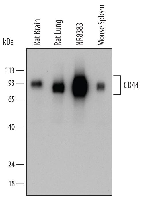 Western blot shows lysates of rat brain tissue, rat lung tissue, NR8383 rat alveolar macrophage cell line, and mouse spleen tissue. PVDF membrane was probed with 0.1 µg/mL of Sheep Anti-Rat CD44 Antigen Affinity-purified Polyclonal Antibody (Catalog # AF6577) followed by HRP-conjugated Anti-Sheep IgG Secondary Antibody (Catalog # HAF016). Specific bands were detected for CD44 at approximately 80-100 kDa (as indicated). This experiment was conducted under reducing conditions and using Immunoblot Buffer Group 1.