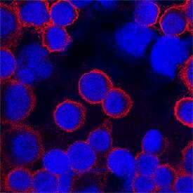 CD45 was detected in immersion fixed human peripheral blood mononuclear cells (PBMCs) using Mouse Anti-Human CD45 Biotinylated Monoclonal Antibody (Catalog # BAM1430) at 25 µg/mL for 3 hours at room temperature. Cells were stained using the NorthernLights™ 557-conjugated Streptavidin (red; Catalog # NL999) and counterstained with DAPI (blue). Specific staining was localized to plasma membrane. View our protocol for Fluorescent ICC Staining of Cells on Coverslips.