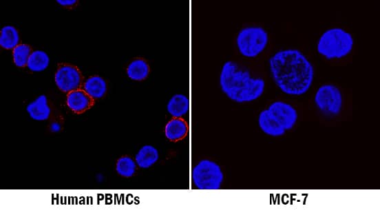 CD45 was detected in immersion fixed human peripheral blood mononuclear cells (PBMCs; positive staining, left panel) and MCF-7 human breast cancer cell line (negative staining, right panel) using Mouse Anti-Human CD45 Monoclonal Antibody (Catalog # MAB14301) at 8 µg/mL for 3 hours at room temperature. Cells were stained using the NorthernLights™ 557-conjugated Anti-Mouse IgG Secondary Antibody (red; Catalog # NL007) and counterstained with DAPI (blue). Specific staining was localized to cell surfaces. View our protocol for Fluorescent ICC Staining of Non-adherent Cells.