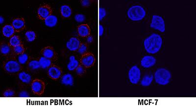 CD45 was detected in immersion fixed human peripheral blood mononuclear cells (positive staining; left panel) and MCF-7 human breast cancer cell line (negative staining; right panel) using Mouse Anti-Human CD45 Monoclonal Antibody (Catalog # MAB14302) at 8 µg/mL for 3 hours at room temperature. Cells were stained using the NorthernLights™ 557-conjugated Anti-Mouse IgG Secondary Antibody (red; Catalog # NL007) and counterstained with DAPI (blue). Specific staining was localized to cell surfaces. View our protocol for Fluorescent ICC Staining of Non-adherent Cells.