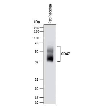 Western blot shows lysates of rat placenta tissue. PVDF membrane was probed with 1 µg/mL of Goat Anti-Mouse/Rat CD47 N-terminal IgV-like Extracellular Domain Antigen Affinity-purified Polyclonal Antibody (Catalog # AF1866) followed by HRP-conjugated Anti-Goat IgG Secondary Antibody (HAF017). Specific bands were detected for CD47 at approximately 40-60 kDa (as indicated). This experiment was conducted under reducing conditions and using Immunoblot Buffer Group 1.