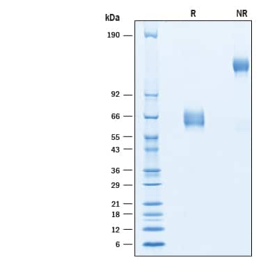 2 μg/lane of Recombinant Human CD47 Fc Chimera Avi-tag (Catalog # AVI4670) was  resolved with SDS-PAGE under reducing (R) and non-reducing (NR)  conditions and visualized by Coomassie® Blue staining, showing bands at 60-70 kDa and 120‑140 kDa, respectively.