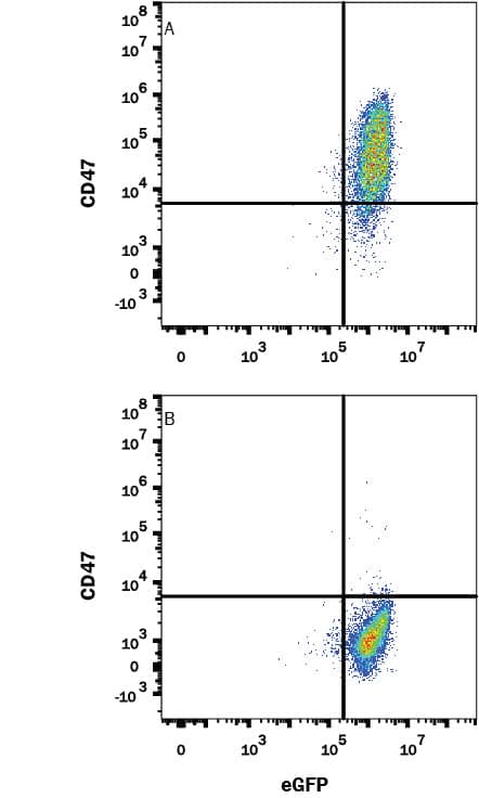 HEK293 human embryonic kidney cell line transfected with either (A) mouse CD47 or (B) irrelevant protein, and eGFP was stained with Rat Anti-Mouse CD47 Monoclonal Antibody (Catalog # MAB18661) followed by Allophycocyanin-conjugated Anti-Rat IgG Secondary Antibody (Catalog # F0113). Quadrant markers were set based on isotype control antibody (Catalog # MAB005, data not shown). View our protocol for Staining Membrane-associated Proteins.