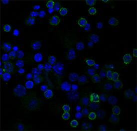 CD4 was detected and stained in immersion fixed mouse splenocytes using Rat Anti-Mouse CD4 Alexa Fluor® 488‑conjugated Monoclonal Antibody (green, Catalog # FAB554G) at 5 μg/mL for 3 hours at room temperature. Cells were counterstained with DAPI (blue). Specific staining was localized to cell surfaces. View our protocol for Fluorescent ICC Staining of Non-adherent Cells.