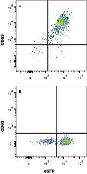 HEK293 human embryonic kidney cell line transfected with either (A) mouse CD63 or (B) irrelevant transfectants and eGFP was stained with Rat Anti-Mouse CD63 Alexa Fluor® 647-conjugated Monoclonal Antibody (Catalog # FAB5417R). Quadrant markers were set based on control antibody staining (Catalog # IC005R). View our protocol for Staining Membrane-associated Proteins.