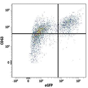 NS0 mouse myeloma cell line transfected with Human CD63 and eGFP was stained with Mouse Anti-Human CD63 PE-conjugated Monoclonal Antibody (Catalog # IC5048P). Quadrant markers were set based on control antibody staining (MAB002). To facilitate intracellular staining, cells were fixed with Flow Cytometry Fixation Buffer (FC004) and permeabilized with Flow Cytometry Permeabilization/Wash Buffer I (FC005). View our protocol for Staining Intracellular Molecules.