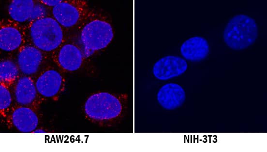 CD68/SR-D1 was detected in immersion fixed RAW 264.7 mouse monocyte/macrophage cell line (positive stain) and NIH-3T3 mouse embryonic fibroblast cell line (negative stain) using Rabbit Anti-Mouse CD68/SR-D1 Monoclonal Antibody (Catalog # MAB10114) at 3 µg/mL for 3 hours at room temperature. Cells were stained using the NorthernLights™ 557-conjugated Anti-Rabbit IgG Secondary Antibody (red; Catalog # NL004) and counterstained with DAPI (blue). Specific staining was localized to cytoplasm. View our protocol for Fluorescent ICC Staining of Non-adherent Cells.