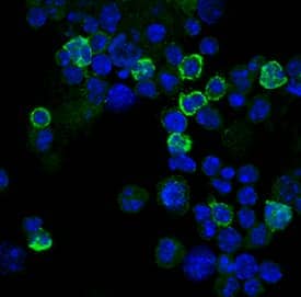 CD8 alpha  was detected in immersion fixed mouse splenocytes using Rat Anti-Mouse CD8 alpha  Alexa Fluor® 488‑conjugated Monoclonal Antibody (Catalog # FAB116G, green) at 10 µg/mL for 3 hours at room temperature. Cells were counterstained with DAPI (blue). Specific staining was localized to cell surfaces. View our protocol for Fluorescent ICC Staining of Non-adherent Cells.